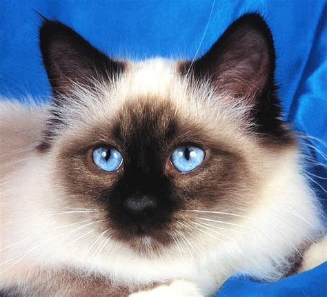 Ultimate Cat: Cat Breed Facts: Birman