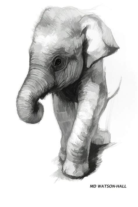 Baby Elephant Pencil Drawing