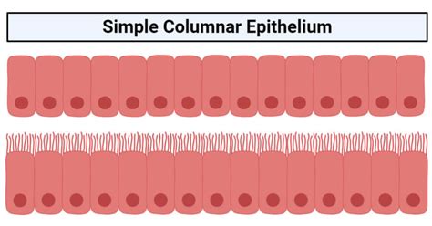 Simple columnar epithelium- structure, functions, examples