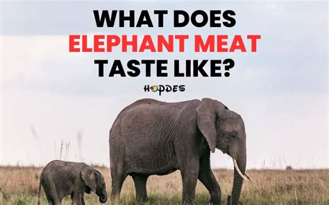 What Does Elephant Meat Taste Like? Is It Even Legal?