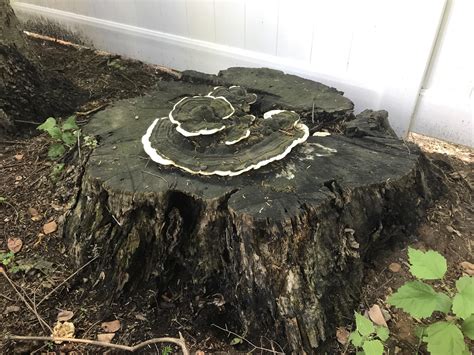 Removing rotted tree stump : r/gardening