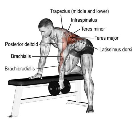 One Arm Dumbbell Row: Muscles Worked, How To Do And Tips