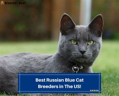 10 Best Russian Blue Cat Breeders in the United States! (2024 ...