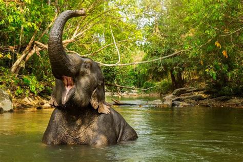 Best Elephant Sanctuaries in Phuket | Kata Rocks Resort Phuket