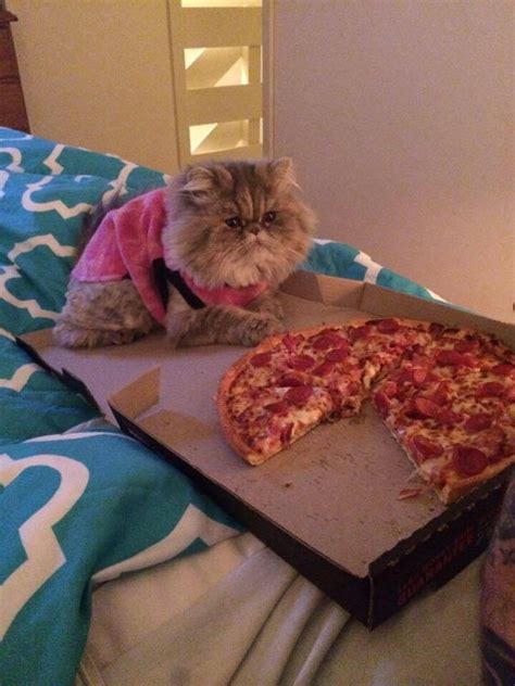 a cat vs pizza - MyConfinedSpace MyConfinedSpace