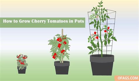 Cherry Tomato Plant Growing Too Tall | Fasci Garden