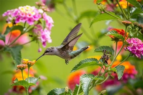 Download Flower Close-up Bird Animal Hummingbird HD Wallpaper