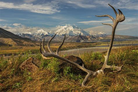 A Set Of Caribou Antlers At The Eielson Photograph by Carl Johnson ...