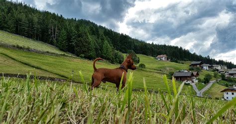 Dolomites (mountains), Animals, Nature, Dog, Landscape Wallpapers HD ...