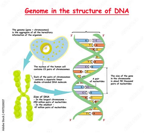 Stockvector Genome in the structure of DNA. genome sequence. Telomere ...