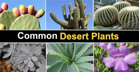 25 Desert Plants (With Pictures and Names) - Identification Guide