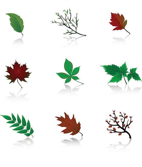 Best Fig Leaf Illustrations, Royalty-Free Vector Graphics & Clip Art ...