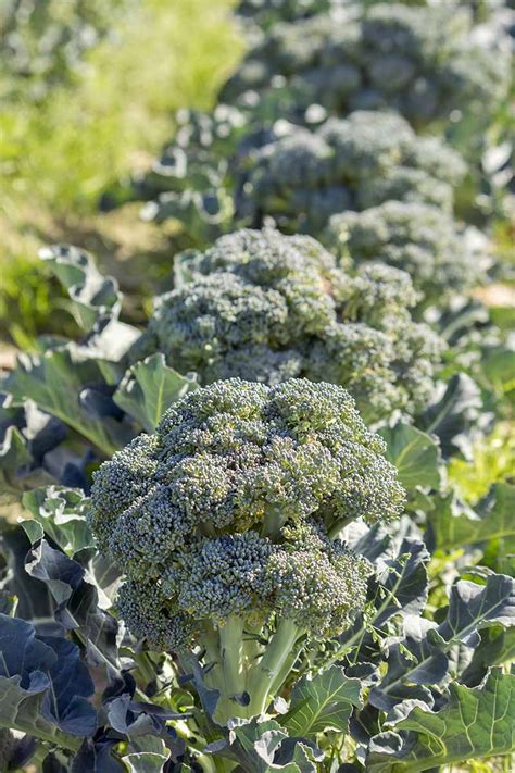 The 10 Best Broccoli Varieties to Grow at Home | Gardeners Path