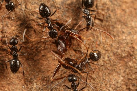 New dominant ant species discovered in Ethiopia shows potential for ...