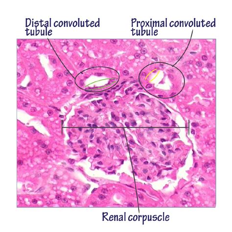 Histology Glossary: Histology - Proximal and Distal Tubules of Nephron ...