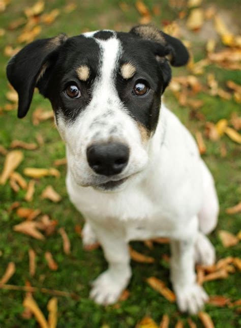 Jezebel - Pointer Jack Russell Terrier mix