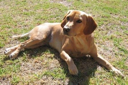 Spanador Dog Breed Information and Pictures