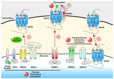 G Protein Coupled – Telegraph