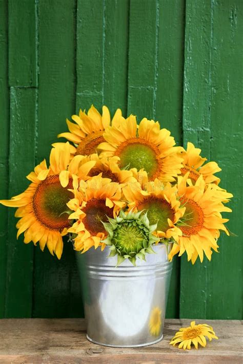 Bouquet of Beautiful Sunflowers in Bucket on Wooden Table Near Green ...