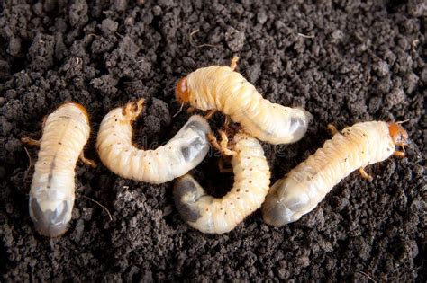 May-bug Larvae in the Soil Background. Stock Image - Image of loathsome ...