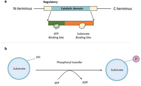 Protein Kinase: Definition, Functions and Inhibitors - BOC Sciences