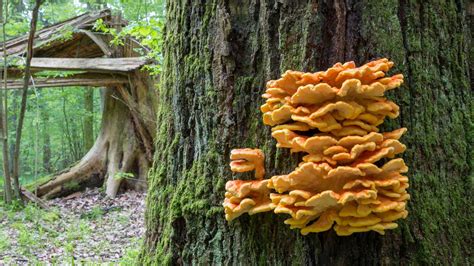 The Ultimate List of Mushrooms that Grow on Trees