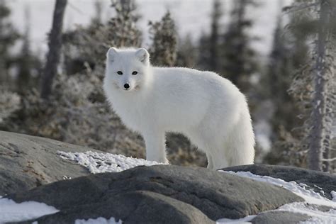 The Twelve Species Of True Foxes - WorldAtlas