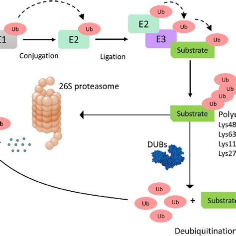 The ubiquitin-proteasome system. Ubiquitin is attached to the E1 ...