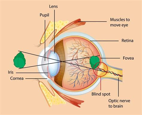 Anatomy Of The Human Eye Visual Acuity Light Perception, 40% OFF