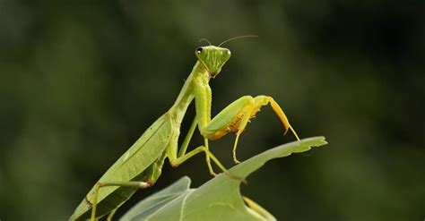 Discover the Largest Praying Mantis in the World - IMP WORLD