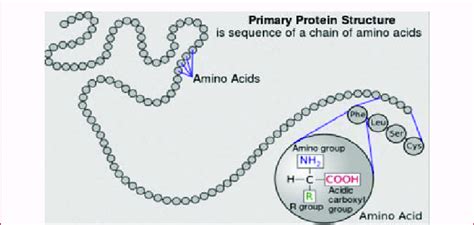 Primary Structure of Proteins (Enzymes) [3]. National Human Genome ...