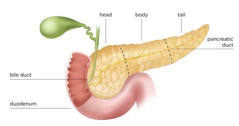 Pancreas | Pancreas, Human anatomy and physiology, Human body anatomy