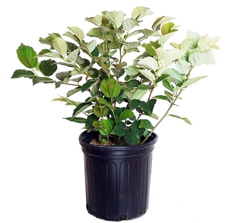 Fothergilla major 'Mt. Airy' (Fothergilla) Shrub, white flowers, #2 ...