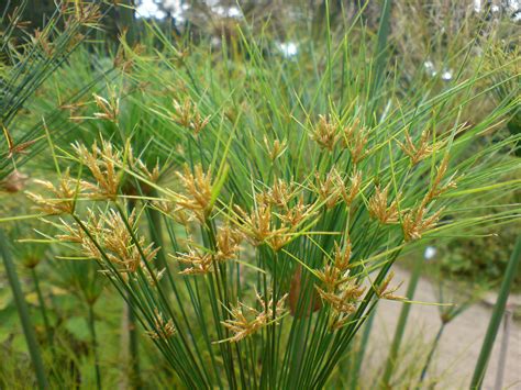 File:01756 - Cyperus papyrus (Papyrus-Staude).JPG - Wikimedia Commons