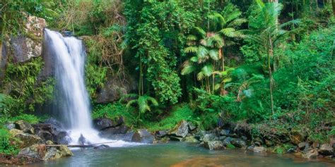 Waterfalls of Tamborine Mountain | Accommodation Tamborine Mountain