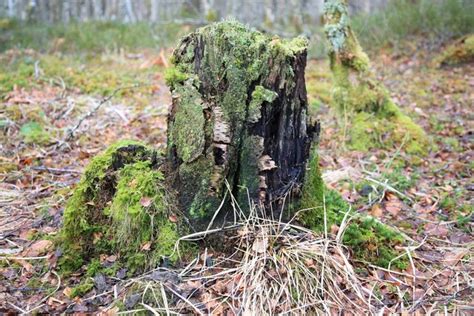 Rotting tree stump in woodland © Doug Lee cc-by-sa/2.0 :: Geograph ...