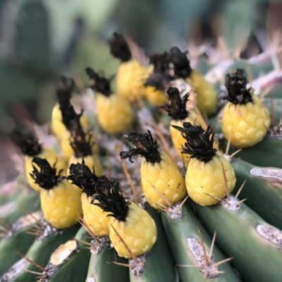 How to Eat Barrel Cactus Fruit