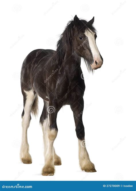 Shire horse foal stock image. Image of portrait, brown - 27270009