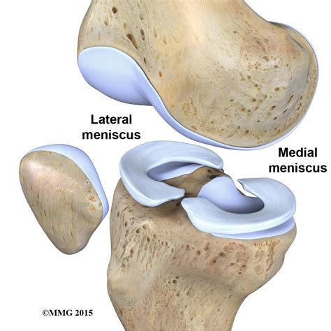 Physical Therapy in Olmos Park for Knee - Anatomy