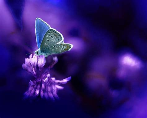 Purple Butterfly Wallpapers - Wallpaper Cave