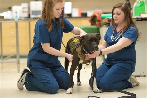 vet schools in new england – CollegeLearners.com