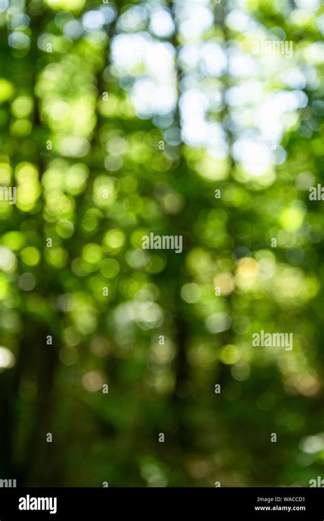 Green bokeh background. Magic blurred nature backdrop Stock Photo - Alamy