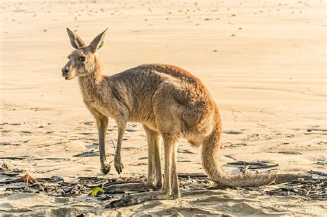 Australia Canguros, Características, Especies, Hábitat y Comportamiento