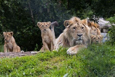 Visit Fota Wildlife Park with Discover Ireland