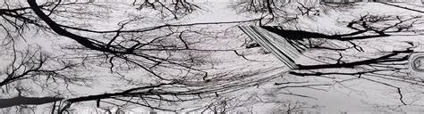 A warped attempt of panoramic trees #tree