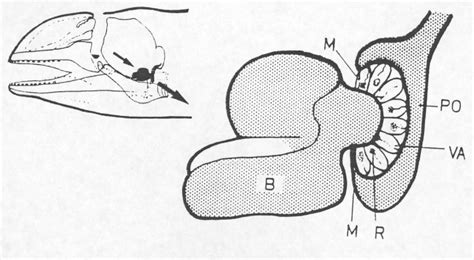 Figure 2 from HOW DO ODONTOCETES PERCEIVE THEIR OWN SOUNDS ? | Semantic ...