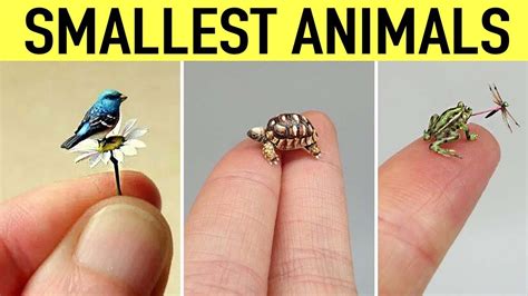 Worlds Smallest Animal Species