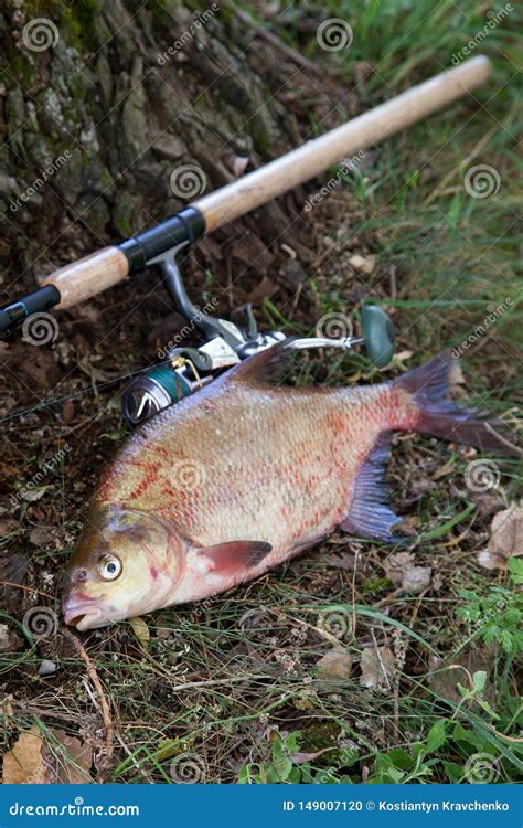 Big Freshwater Common Bream and Fishing Rod with Reel on Natural ...