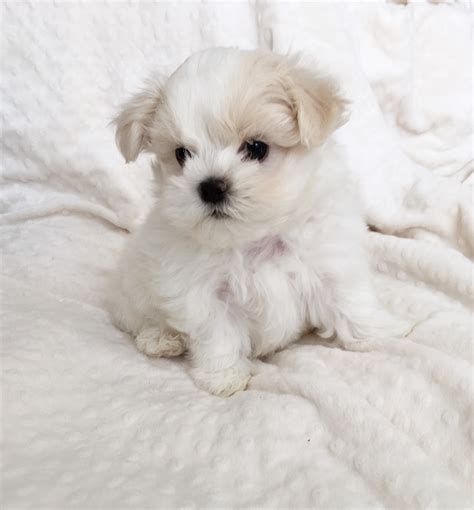 Teacup Maltese Puppy for sale! | iHeartTeacups