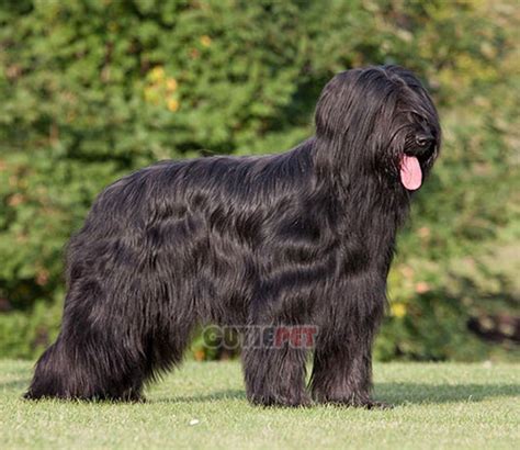 Briard Dog popularity, price, lifespan, origin, colors, temperament